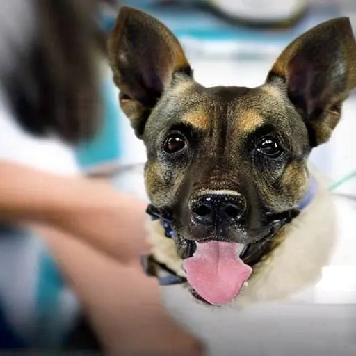 Enfermedades-de-los-perros