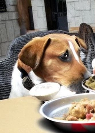 recetas-de-comidas-para-perros